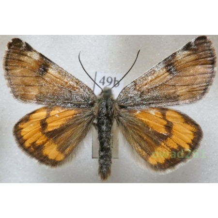 Archiearis parthenias (Linnaeus, 1761) Czech49b